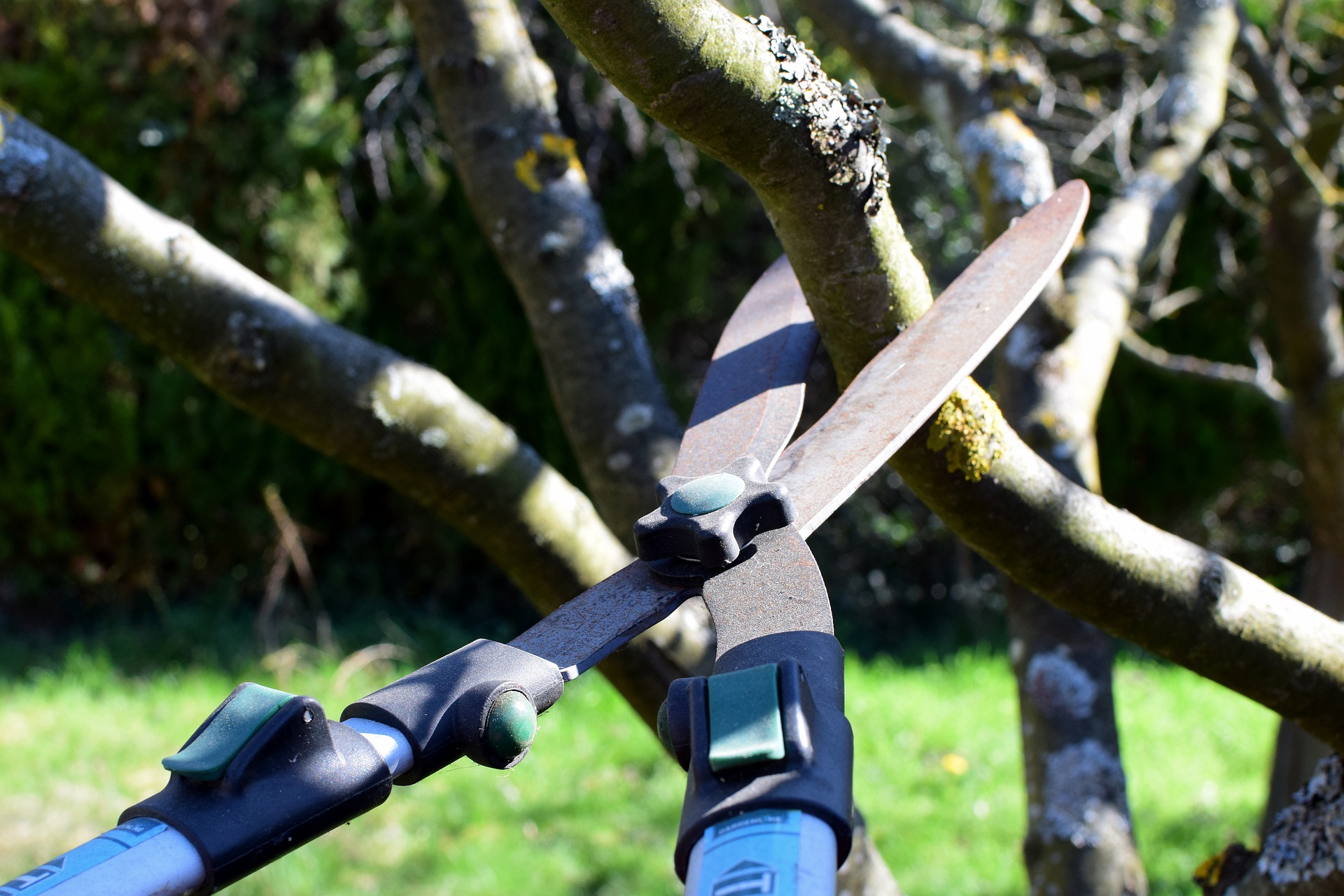 pruning shears clearing a garden jungle