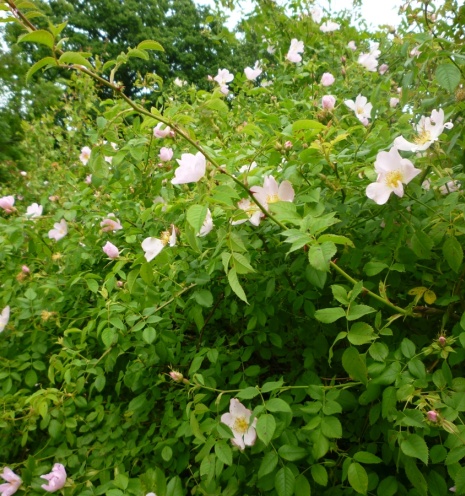 Hedge Trimming Block