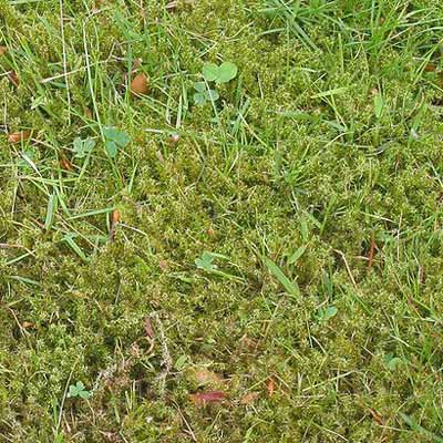 moss lawn