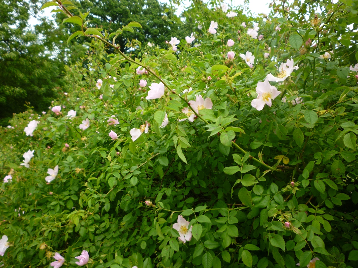 rose in hedge