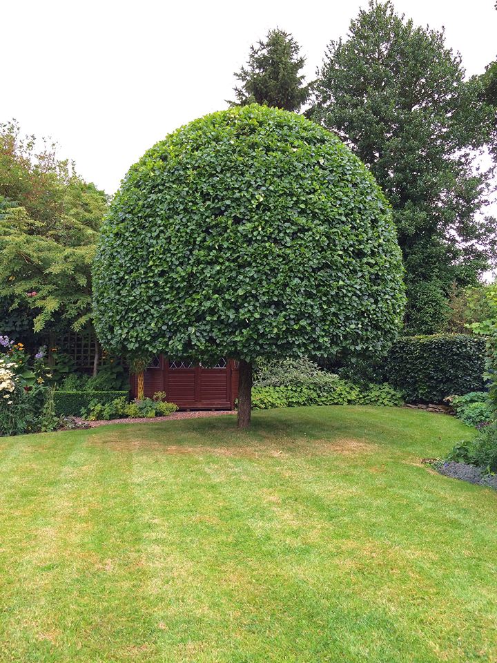 topiary