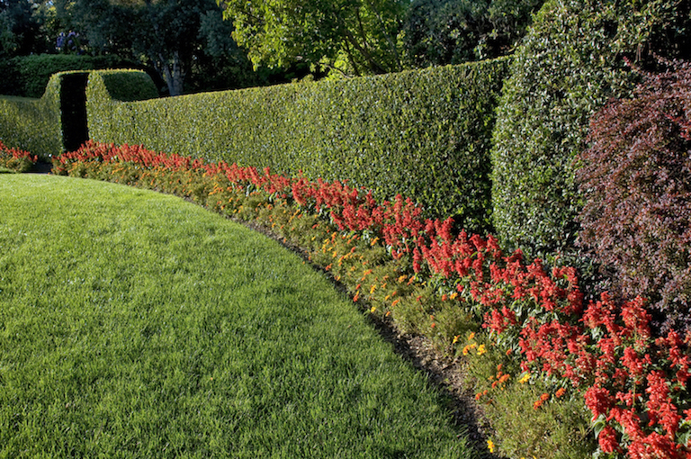 attractive garden hedge