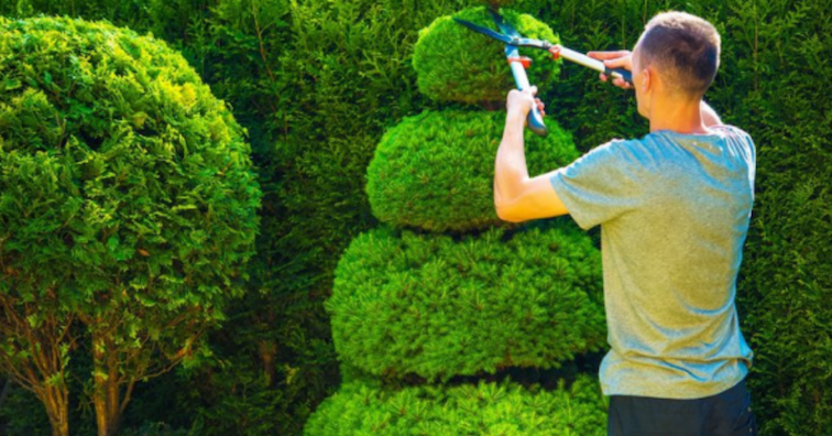 man trimming a hedge