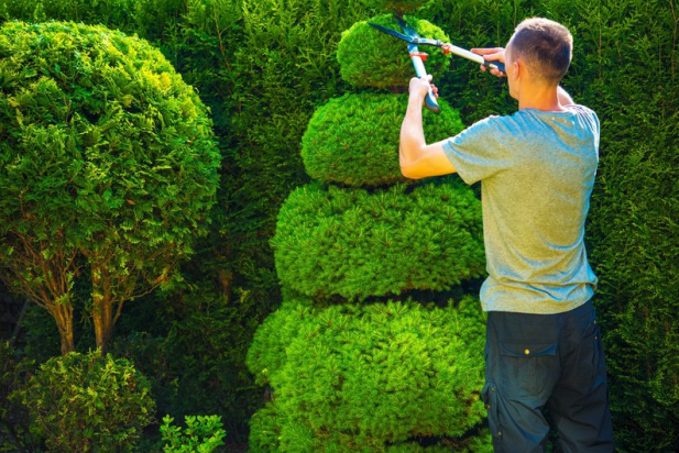 caring for hedges man trimming hedge