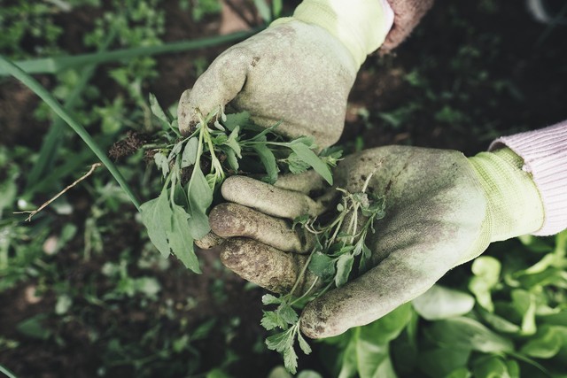 gardening gloves