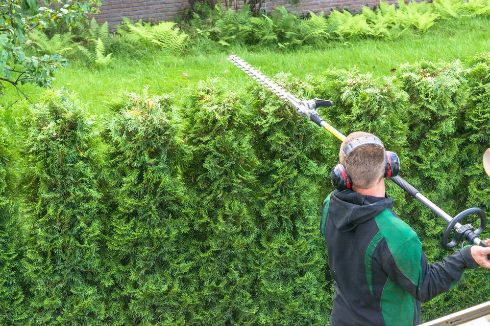 hedge care professional gardener