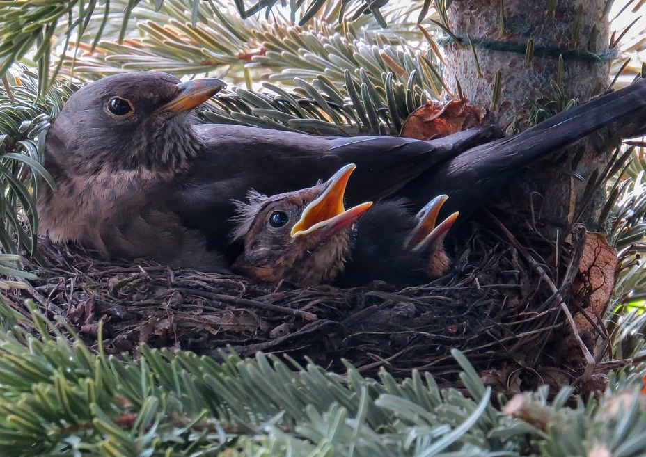 blackbird nest