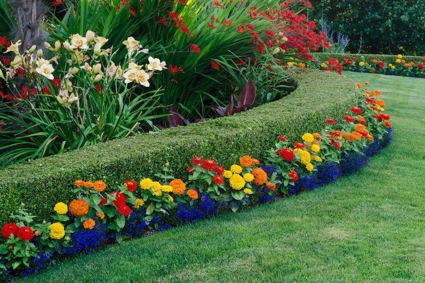 beautiful dwarf boxwood shrubs with flowers