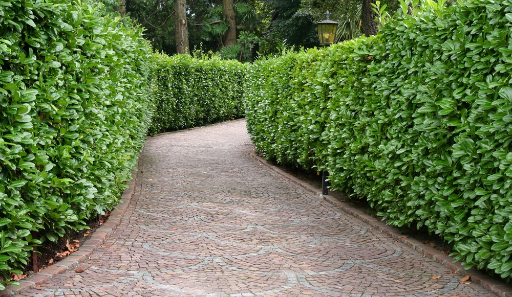 cedar hedge bordering a pathway 1