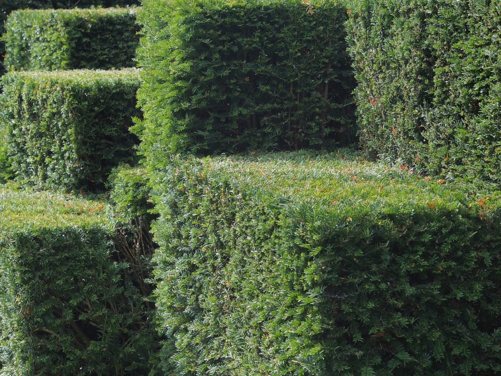 Hedge Cutting - We Explore 12 Ideas for Your Garden