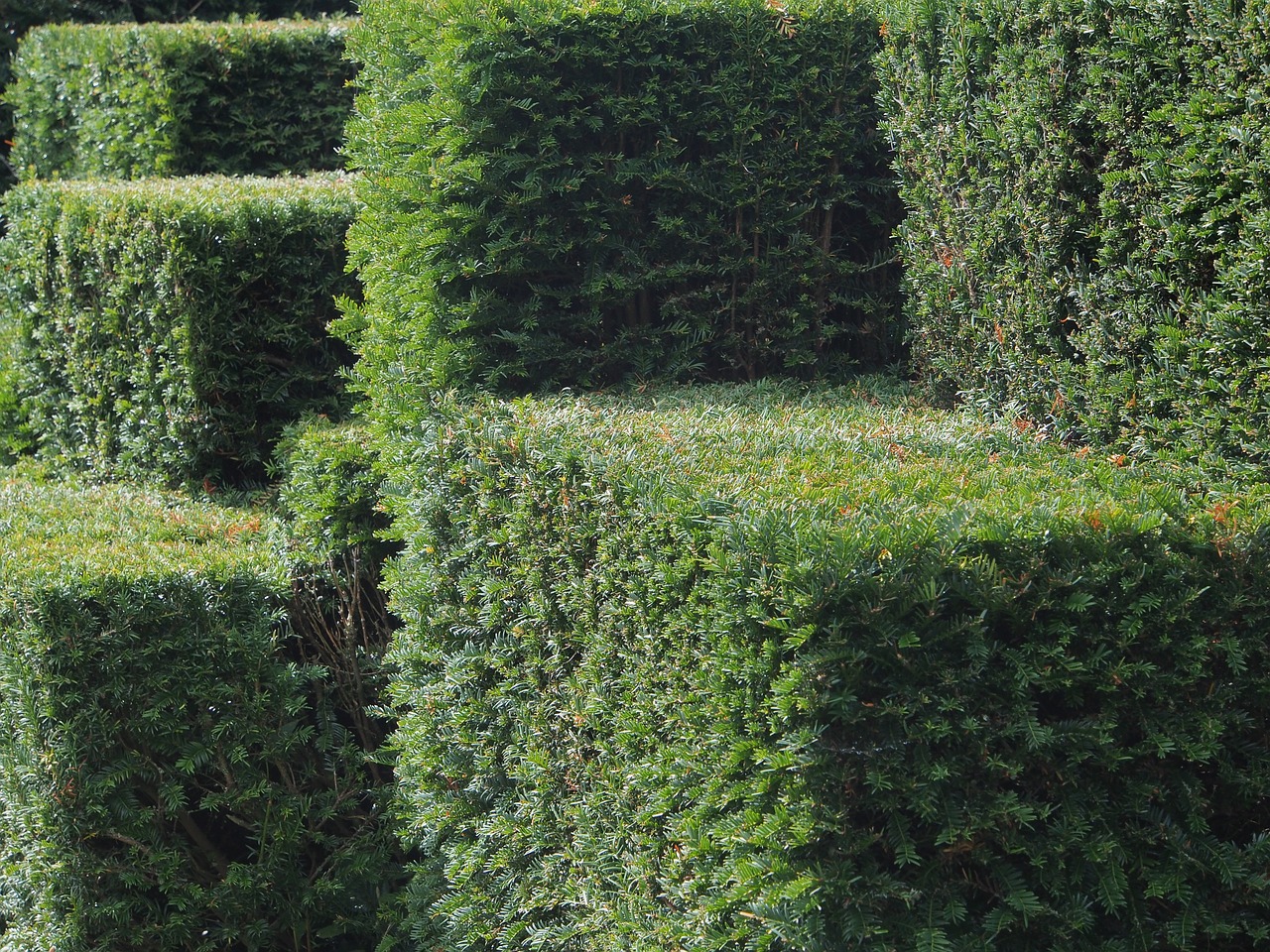 hedge cut geometrically