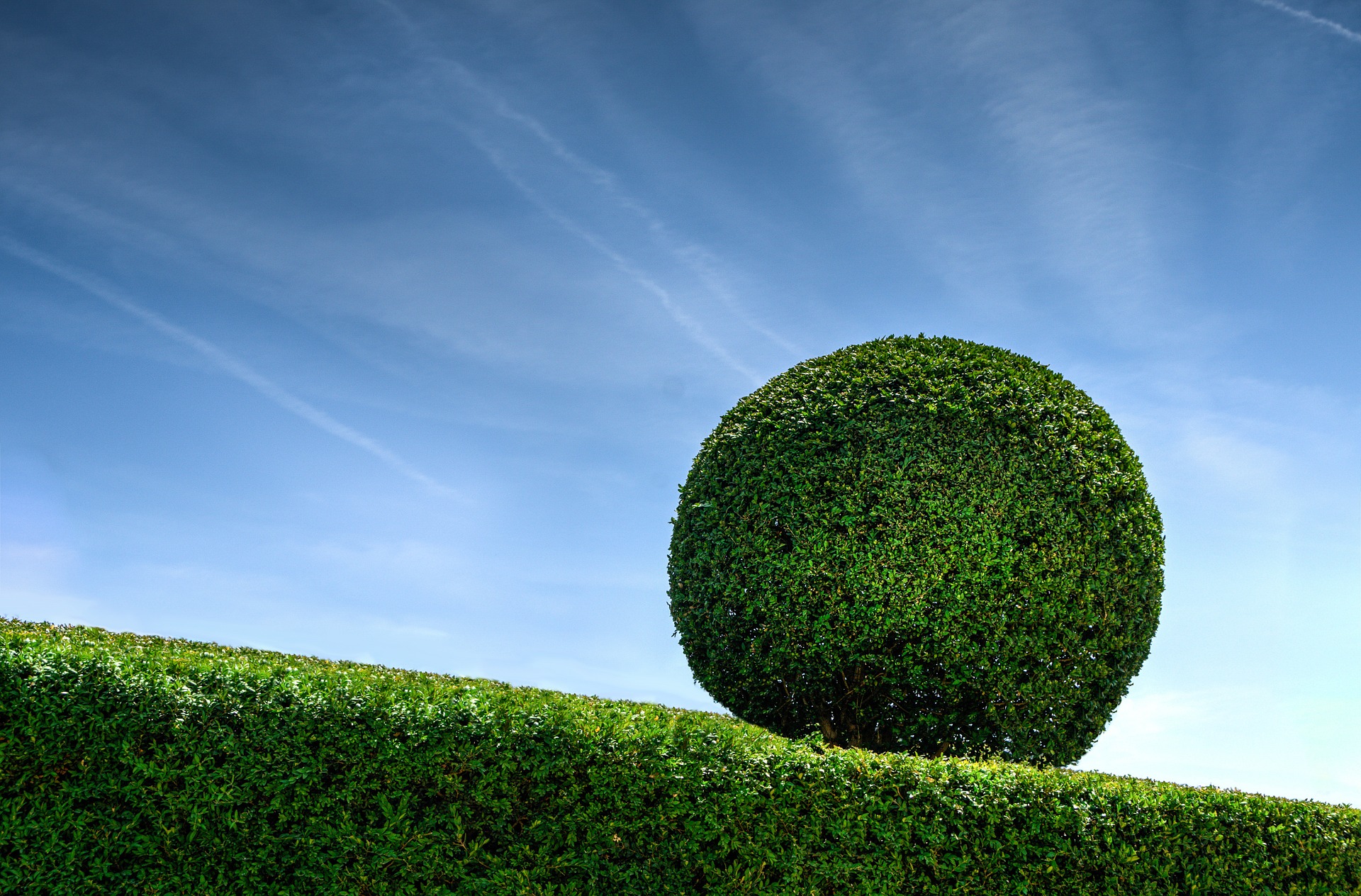 hedge cutting ideas large sphere