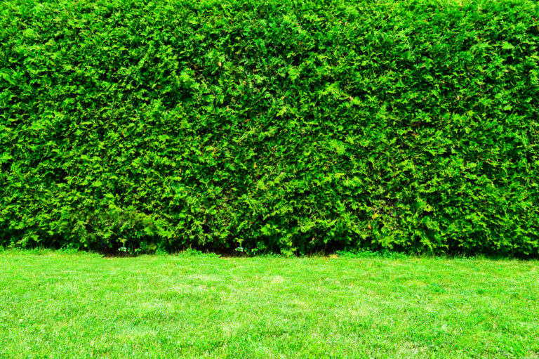 Hedge Cutting - Maintaining Your Cedar Hedge Throughout the Seasons