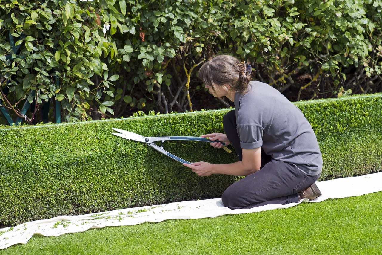 hedge cutting woman using string to create a straight edge