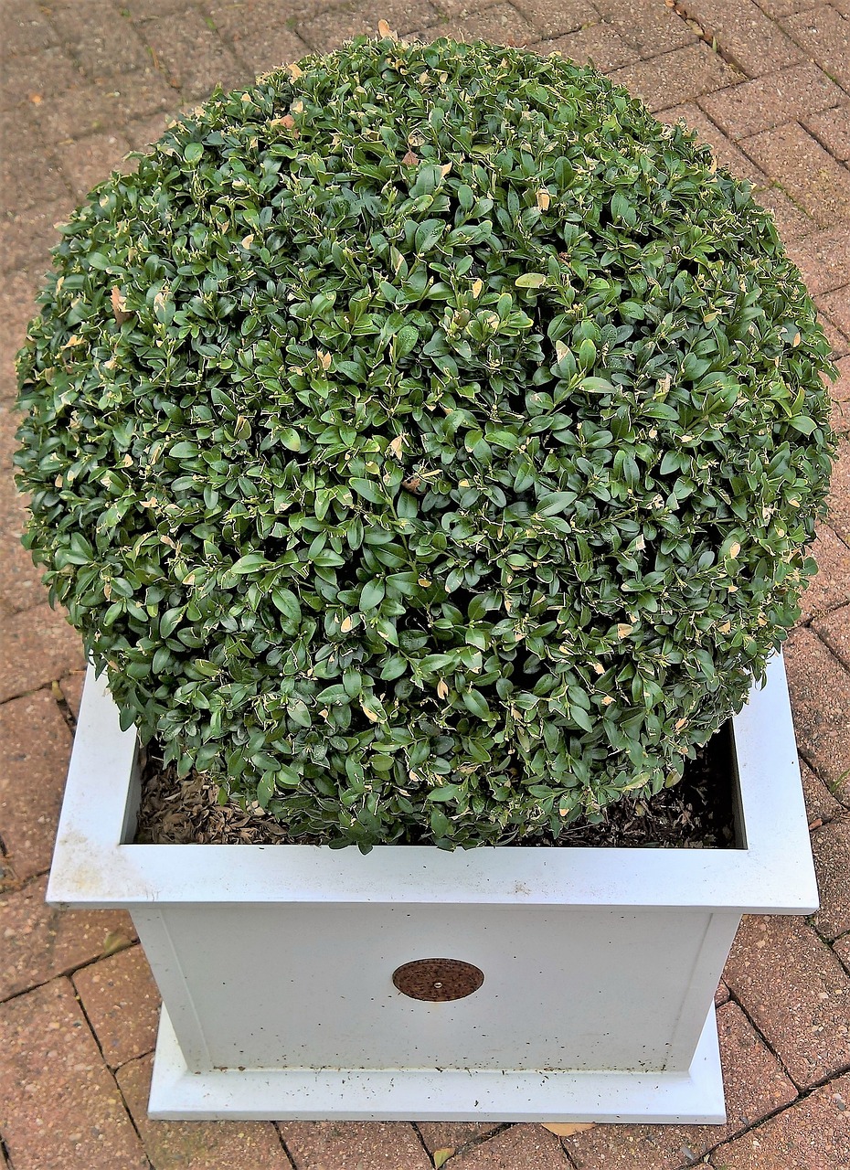 speherical dwarf boxwood shrub in pot