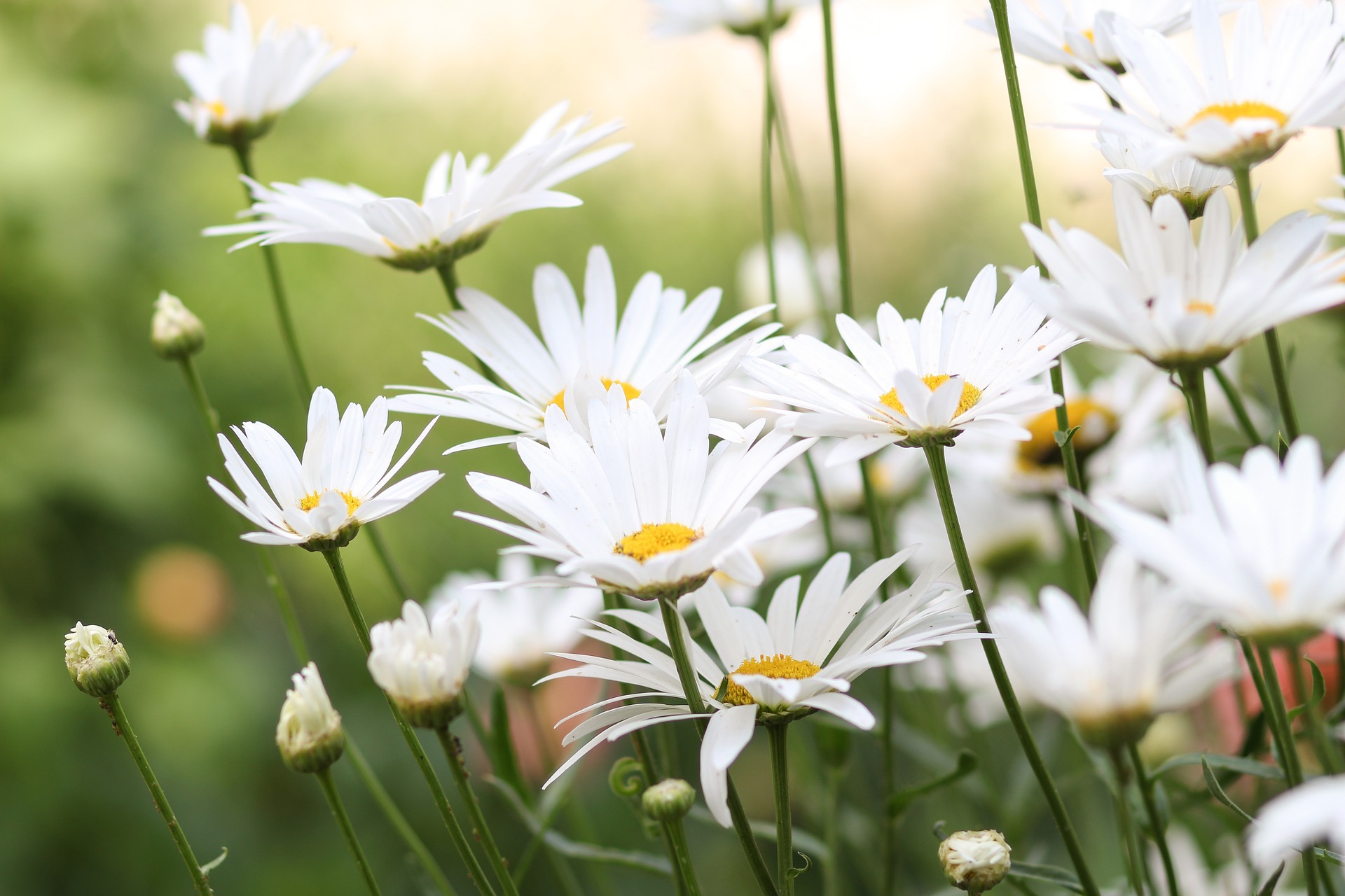 spring flowers